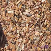 تخمه قرمز