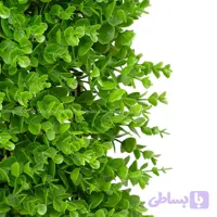 دیوار سبز شمشاد تک رنگ