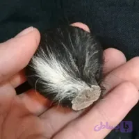 ناف آهو