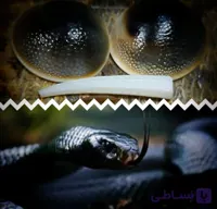 مهره مار افعی سیاه