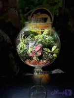 آموزش تراریوم