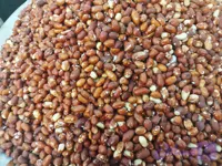 مغز بادام زمینی لعابی لوکس