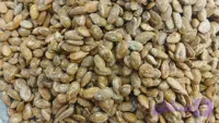 تخمه ژاپنی شور لوکس