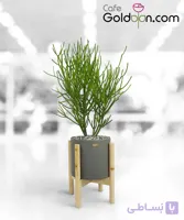 افوربیا تیروکالی (جون من برگ بده)