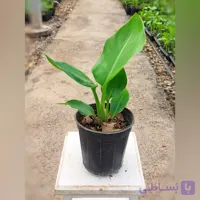 پرنده بهشتی گل سفید بسیار خاص و کمیاب گیاه آپارتمانی با ارتفاع 20 سانتی متر