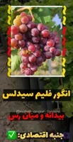 نهال انگور فلیم سیدلس فرانسوی