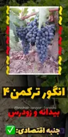 نهال انگور ترکمن۴ مویزی