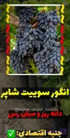 نهال انگور سوئیت شاپر