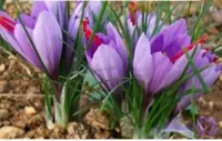 زعفران سرگل فله مرغوب به شرط کیلویی