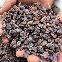 کشمش آفتابی محلی بوانات تمیز نشده ( 900 گرم )