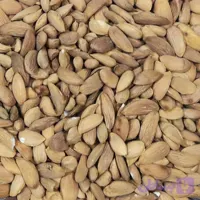 مغز بادام درختی تلخ محلی بوانات ( 450 گرم )