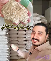 عمده { تناژ } برنج هاشمی روستای گیلده آستانه اشرفیه