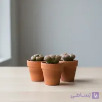 کاکتوس‌ها یلیتوپس