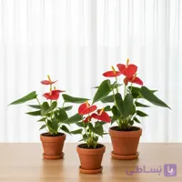 آنتوریوم