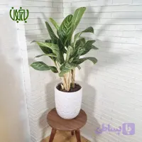 گلدان هدیه آگلونما گرین لایت طرح1