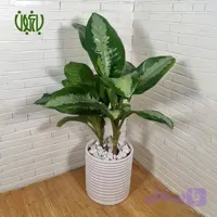 گلدان هدیه آگلونما پاتایا (نقره ای) طرح3