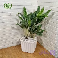 گلدان هدیه آگلونما ساقه سفید فر طرح2