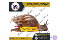 حلزون پرورشی اچاتینا مولد