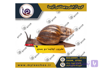 حلزون پرورشی اچاتینا دو بندی