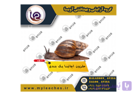 حلزون پرورشی اچاتینا یک بندی