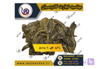 100 عددی زالو طبی