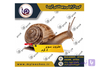 تکی حلزون اسکارگو سوپر