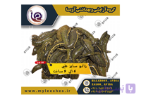 50 عددی زالو طبی