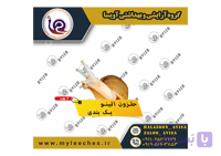 تک عدد حلزون اچاتینا آلبینو یک‌بندی (نوزاد)