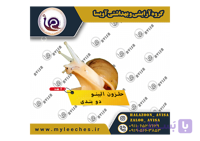 حلزون پرورشی البینو دو بندی 10 عددی
