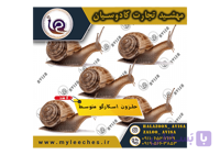 5 عدد حلزون اسکارگو
