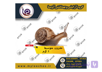 حلزون اسکارگو متوسط