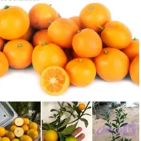 نهال نارنگی زینتی
