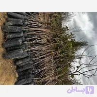 پسته احمد اقایی