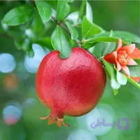 نهال انار شیرین هیبریدی