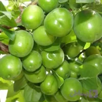 نهال آلوچه قندی