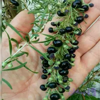 نهال گوجی بری سیاه