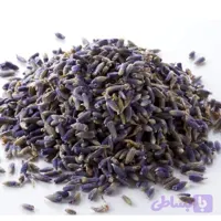 اسطوخودوس ایرانی