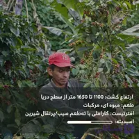 قهوه عربیکا نیکاراگوئه