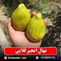 نهال انجیر گلابی زرد یک ساله
