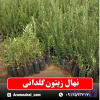 نهال زیتون گلدانی