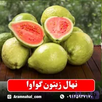 نهال زیتون گواوا