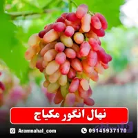 نهال انگور مانیکور فینگر ژاپنی