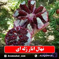 نهال انار اشکفتو داراب