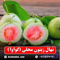 نهال زیتون محلی (گواوا)