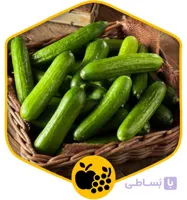 خیاردرختی
