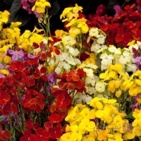 بذر شب بوی خیری