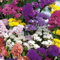 بذر عمده گل استاتیس