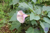 بذر گل داتوره عطری Datura