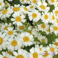 بذر عمده گل بابونه زینتی