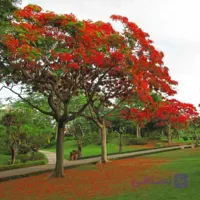 بذر درخت مشعل Delonix regia